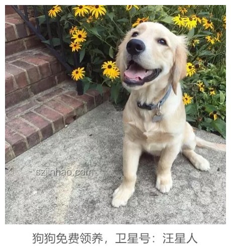 金毛李墩墩事件：理性看待指南