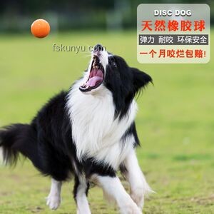 金毛智能行為引發寵物訓練與家居安全新思考