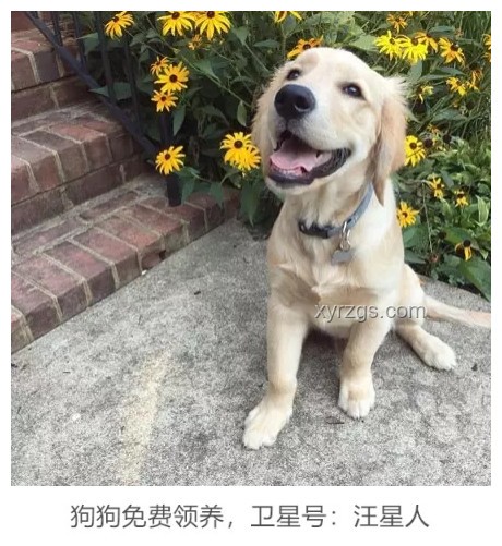 金毛李墩墩開門技能揭秘：寵物智能行為探索