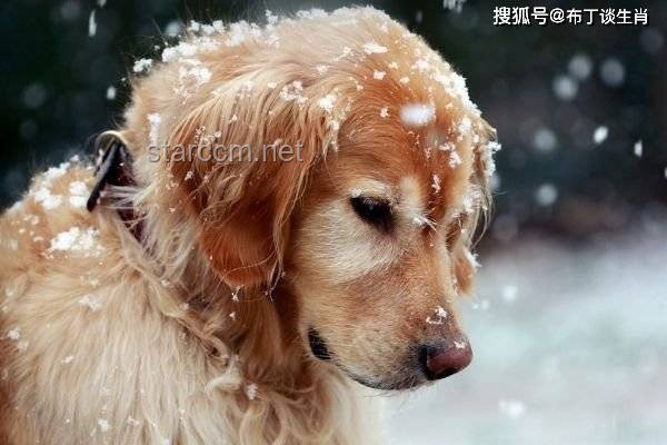 金毛李墩墩開(kāi)門(mén)事件：如何防止寵物意外開(kāi)鎖指南