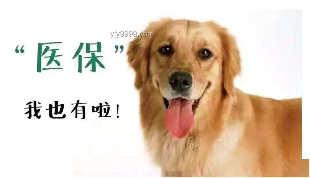 金毛李墩墩開門事件：寵物智能行為管理與預防指南