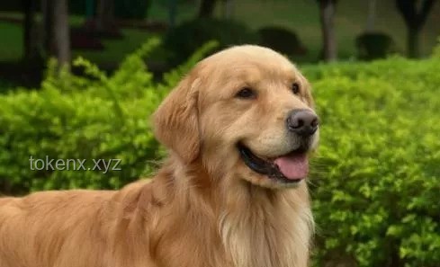 金毛李墩墩開門事件：寵物狗開鎖防范指南