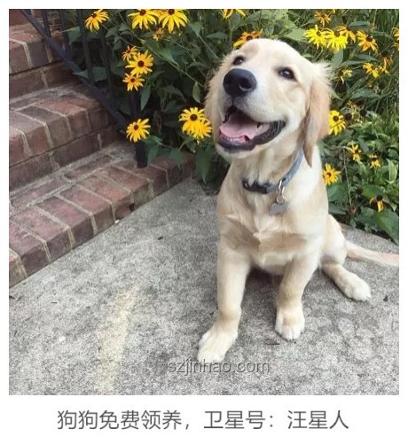 金毛李墩墩開門驚奇案：寵物智能行為探索