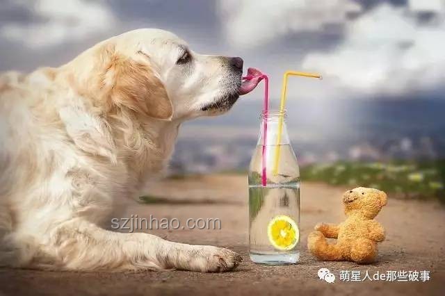 金毛李墩墩開門驚奇案：寵物智能行為探索