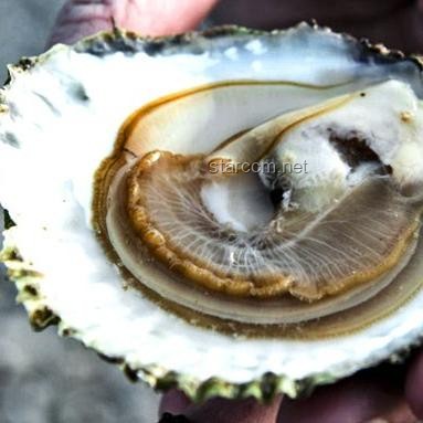 領館回應中國旅行團在意被洗劫一空：解決方案與預防措施