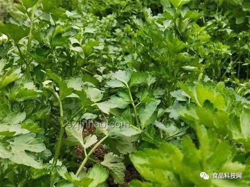 香菜與荊芥的地域分布差異研究