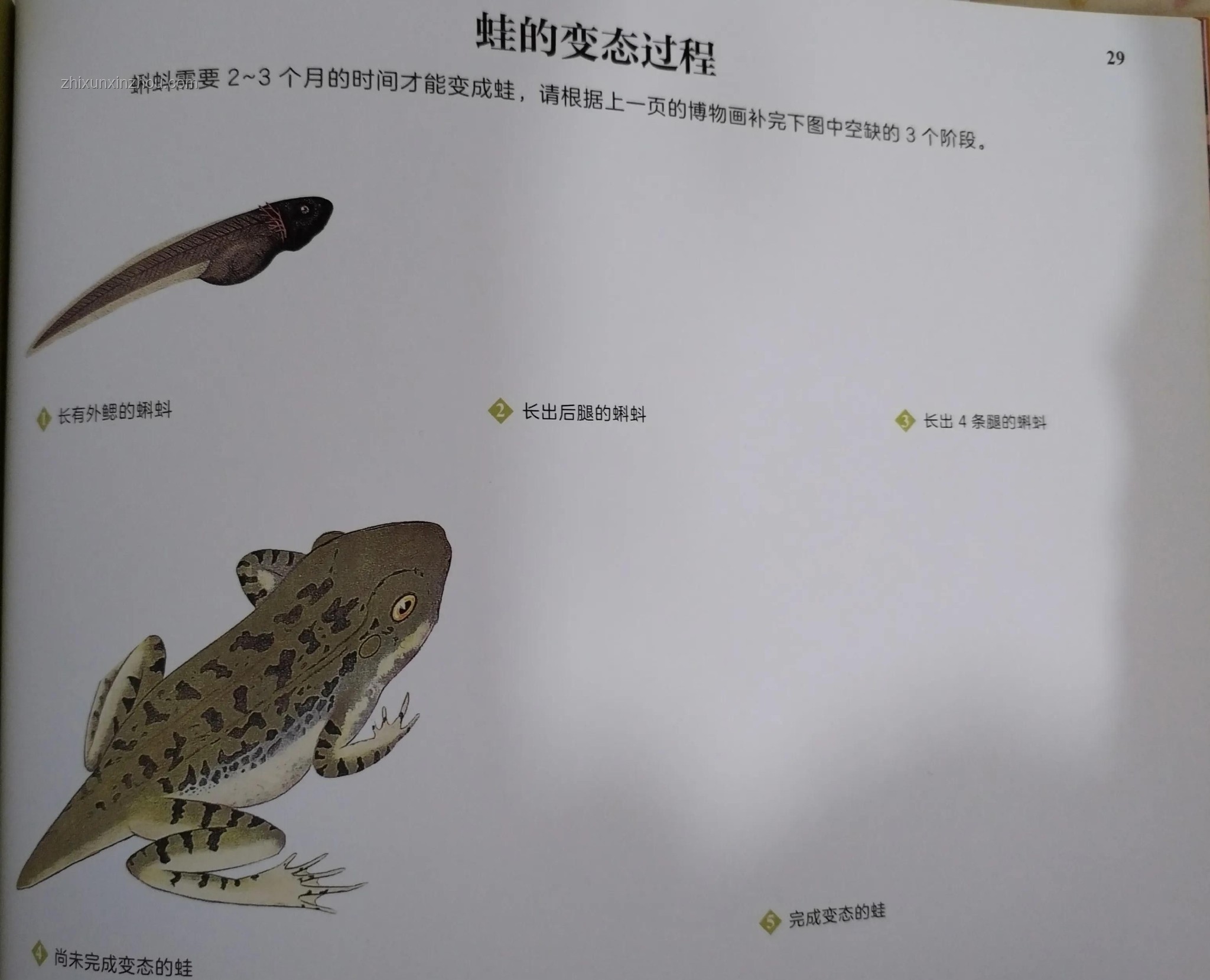 動物睡眠之謎：自保力趨零，為何未被自然淘汰？