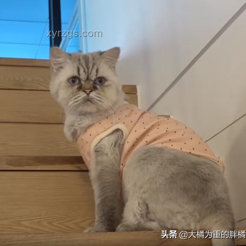 動物睡眠自保能力弱卻未被淘汰之謎