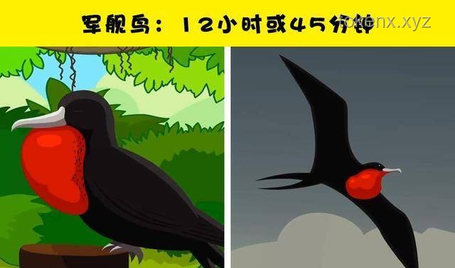 動物睡眠與自保能力：自然演化的奧秘
