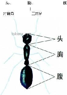 動物睡眠與自保能力：自然演化的奧秘