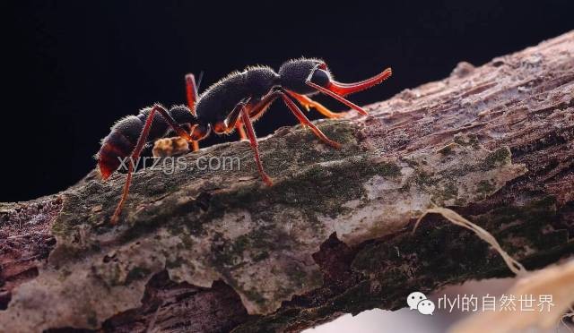 螞蟻行為解析：為何不吃同類尸體？