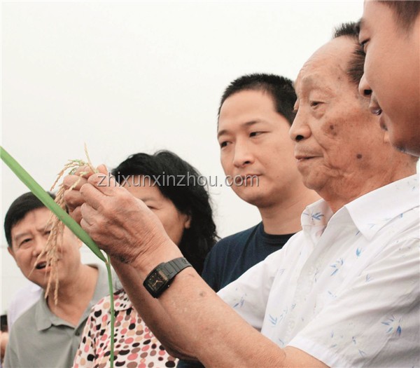 海水稻與常規水稻的對比分析：口感與戰略價值的權衡
