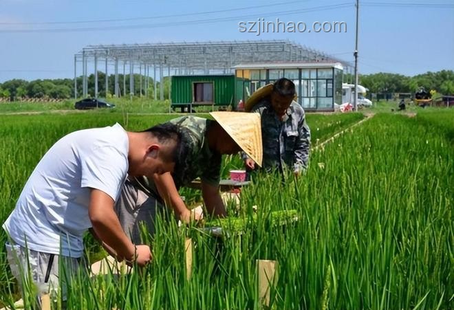 鹽堿地海水稻：口感挑戰與戰略價值并存