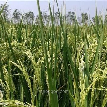 海水稻種植趨勢：口感挑戰下的鹽堿地糧食革命