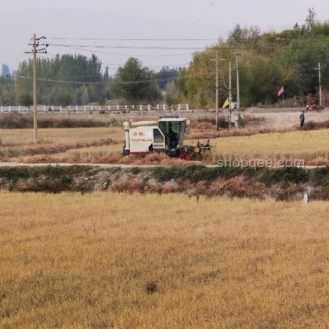 海水稻種植趨勢：口感挑戰下的鹽堿地糧食革命