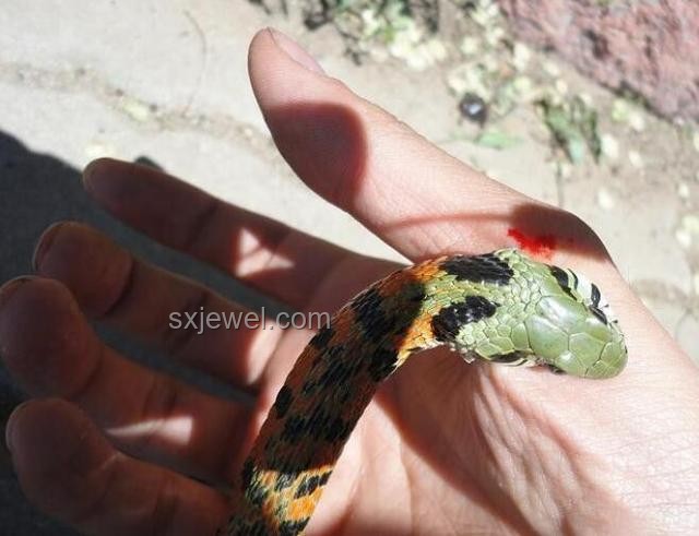 毒蛇咬傷急救知識：凝血功能崩潰的驚險案例