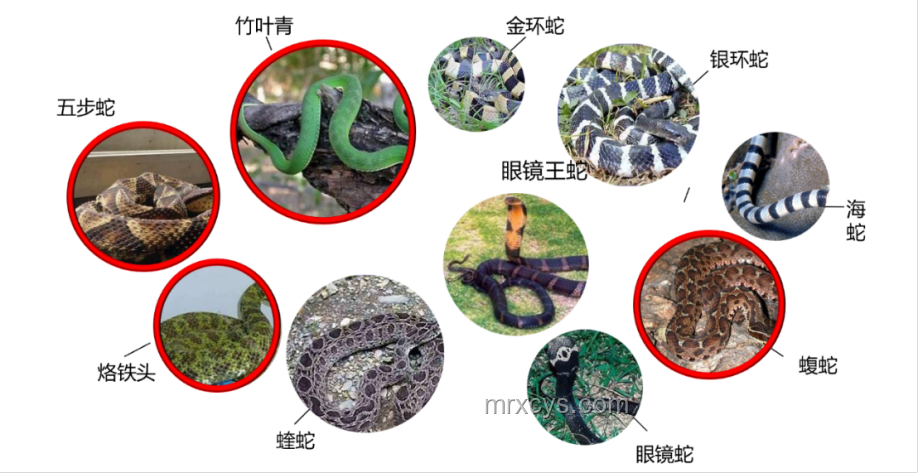 毒蛇咬傷案例對(duì)比：凝血功能崩潰的警示