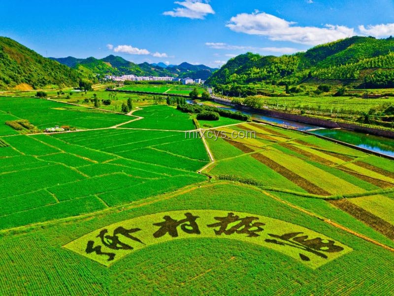 鄉村小學：鄉村振興教育魂，灌溉未來，點燃夢想