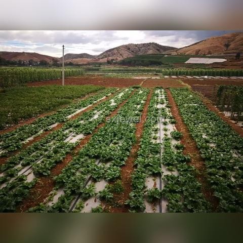 鄉村小學：鄉村振興的靈魂，灌溉種子，點燃夢想
