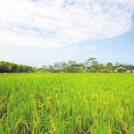 鄉村小學：鄉村振興的靈魂，灌溉種子，點燃夢想