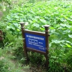 鄉村小學：鄉村振興的靈魂，灌溉種子，點燃夢想
