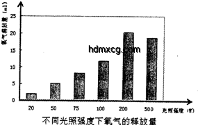 ??探索Hachimiko形狀深度分析：設計與文化影響??