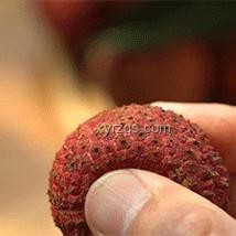 “報恩荔枝樹”真假對比：自然奇觀與AI生成辨析