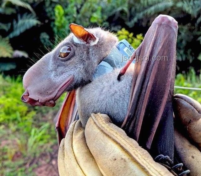 動(dòng)物離奇死亡鑒定揭秘36例