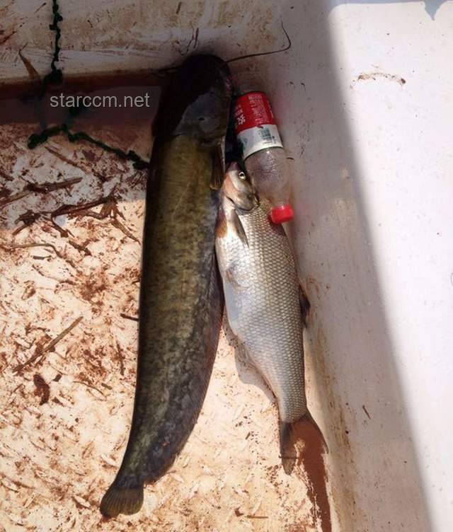 獨力恢復(fù)溪流鱖魚種群與村民共享成果對比分析