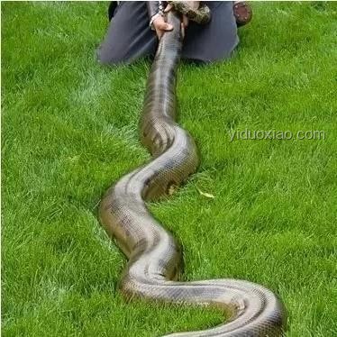 亞馬遜生態(tài)反轉(zhuǎn)：膽小森蚺VS隱形殺手小魚，辨識(shí)新法！