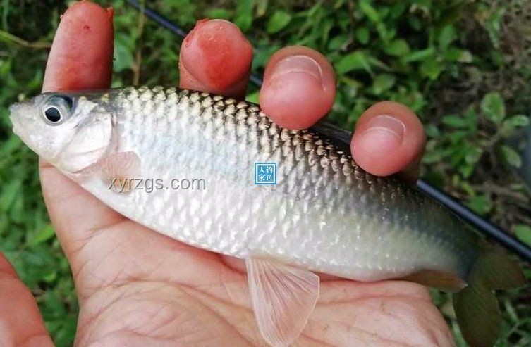 獨(dú)力復(fù)興溪流鱖魚：3年5個月實(shí)戰(zhàn)指南