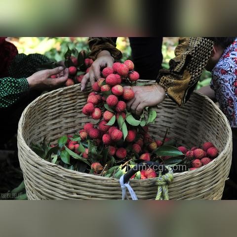 原來我享用的皆是荔枝“精華”？兩廣人的美食哲學探析