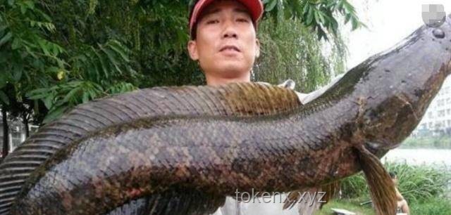 大名鼎鼎的森蚺膽小？小魚才是亞馬遜真殺手？辨識危險指南
