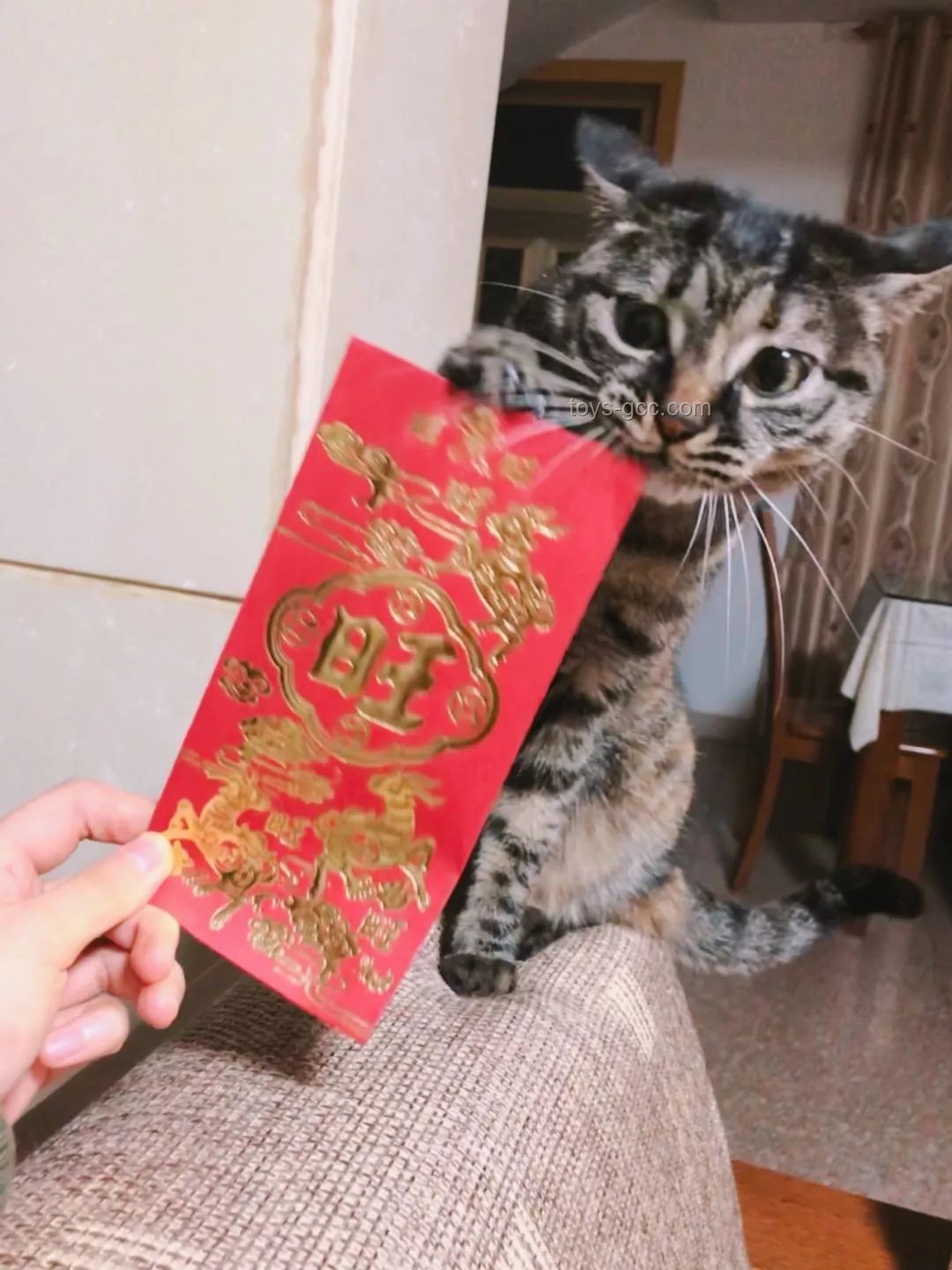 帶貓坐輪渡回家：解決與世界斷聯(lián)7小時的難題